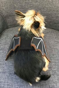Halloween Kostüm Hund Katze Fledermausflügel Tutorial
